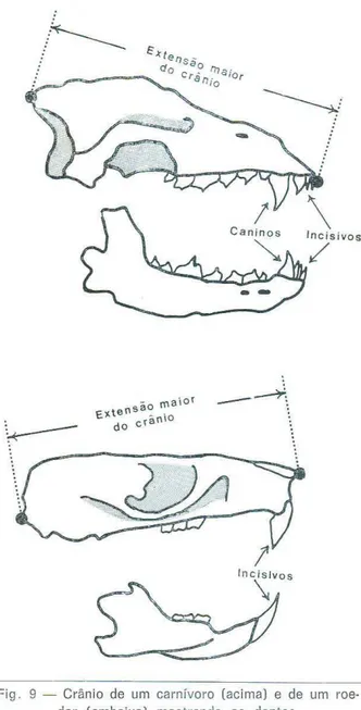 Fig .  9  - Crânio  de  um  carn ívoro  (aci ma)  e  de  um  roe- roe-dor  (embaixo)  mostrando  os  dentes