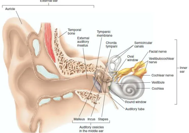 Figure 2.1: External, middle and inner ear (from (Seeley, Stephens et al. 2004)). 