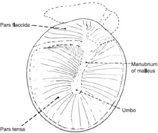 Figure 2.4: The tympanic membrane (from (Moller 2006)).