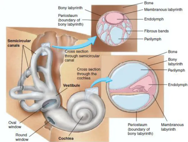 Figure 2.8: The bony and membranous labyrinths of the inner ear  (from (Seeley, Stephens et al