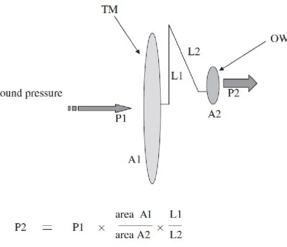 Figure 2.11: A diagram to illustrate the impedance matching mechanism (or transformer  mechanism) of the middle ear: P1 = pressure at the tympanic membrane; P2 = pressure 