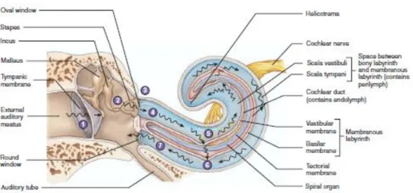 Figure 2.12: Effects of sound waves on cochlear structures (from (Seeley, Stephens et al
