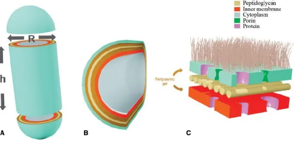 Figure  2.  Characteristic dimensions and membrane layers in gram-negative  bacterial cells