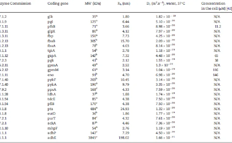 Table  5.  Enzymes  involved  in  E.  coli  glycolysis  pathway.  The  hydrodynamic  radius  (Rh)  was  calculated as  a  function  of  the  number of amino acids in the enzyme or its molecular weight (MW)