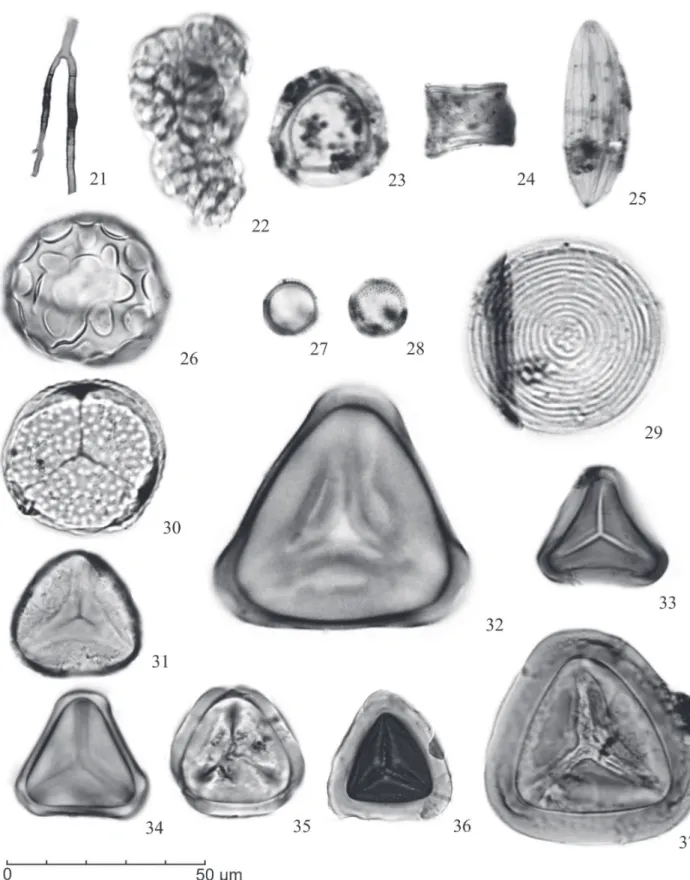 Figura 3.  Fotomicrografi as de palinomorfos selecionados. Hifas: 21. Hifas. Algas: 22