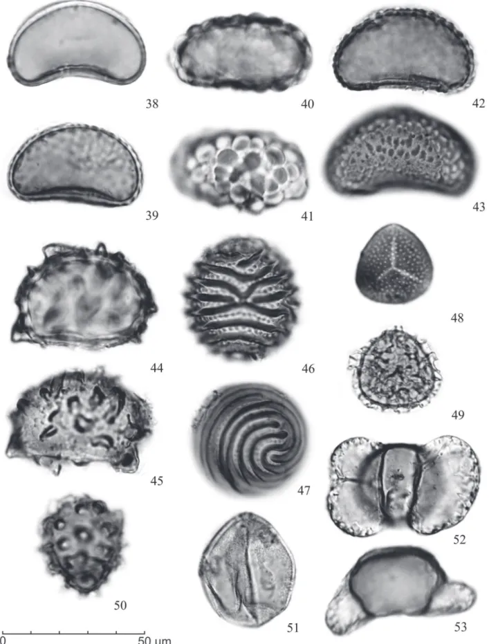 Figura 4.  Fotomicrografi as de palinomorfos selecionados. 38. tipo Blechnum; 39. Polypodium; 40-41