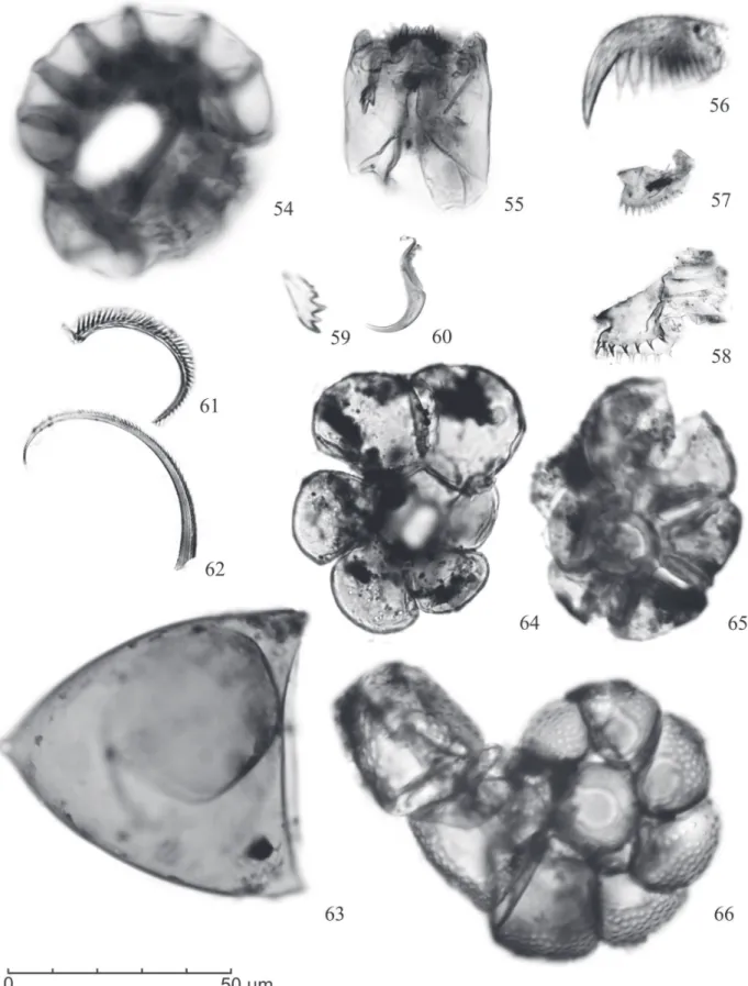 Figura 5.  Fotomicrografi as de palinomorfos selecionados: Outros palinomorfos: 54. Cápsula de Briófi to; 55-58