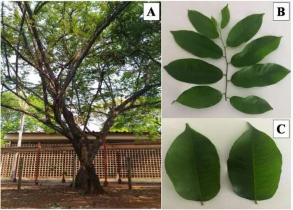Figur a 1: A) Árvore da Guazuma ulmi folia La m.; B) Ga lho; C) Folhas.  