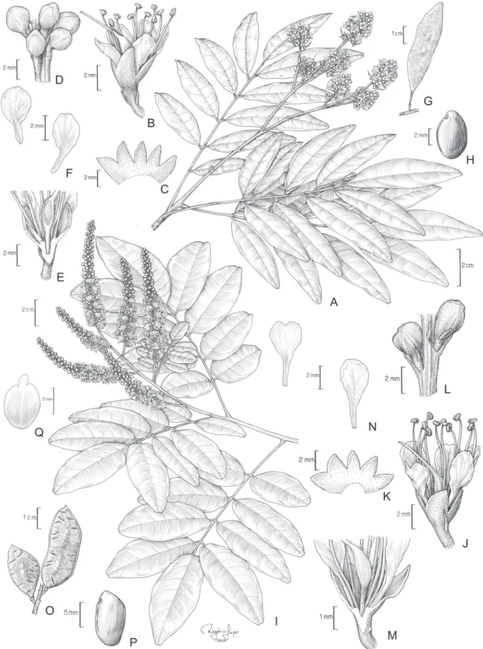 Figura 3. A-H. Leptolobium glaziovianum (Harms) Sch. Rodr. &amp; A.M.G. Azevedo. A. Ramo com fl ores