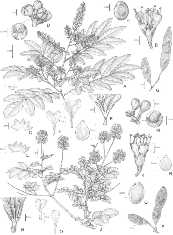 Figura 4. A-I. Leptolobium panamense (Benth.) Sch. Rodr. &amp; A.M.G. Azevedo. A. Ramo com fl ores