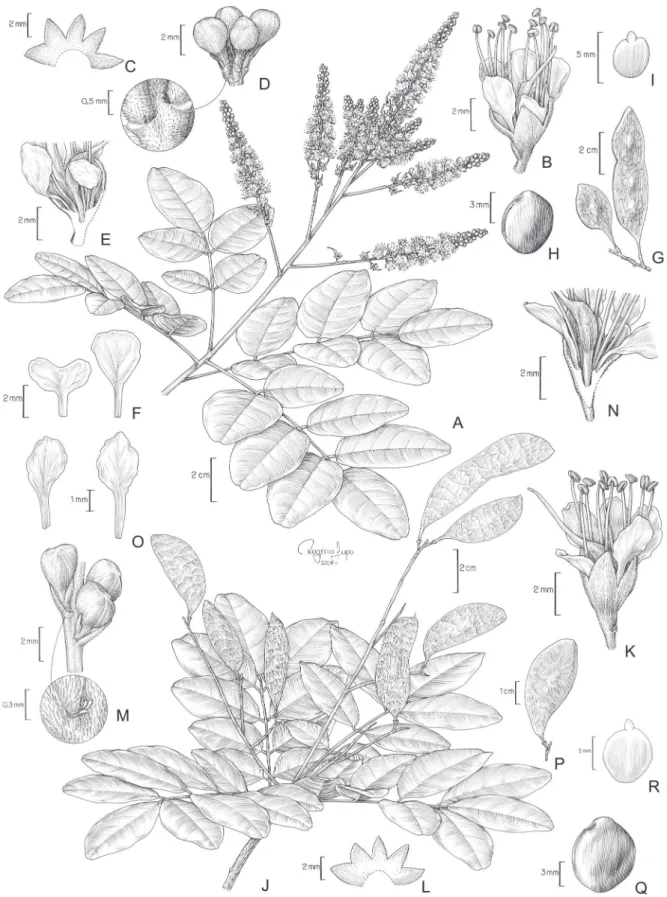 Figura 5. A-I. Leptolobium stirtonii (Aymard &amp; V. González) Sch. Rodr. &amp; A.M.G