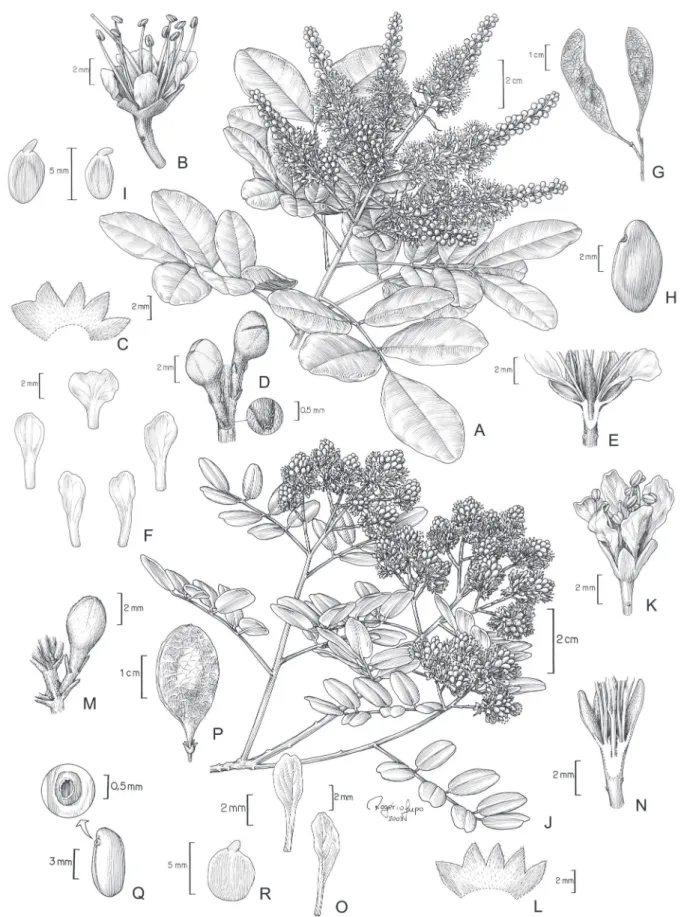 Figura 1. A-I. Leptolobium bijugum (Spreng.) Vogel. A. Ramo com fl ores. B. Flor. C. Cálice