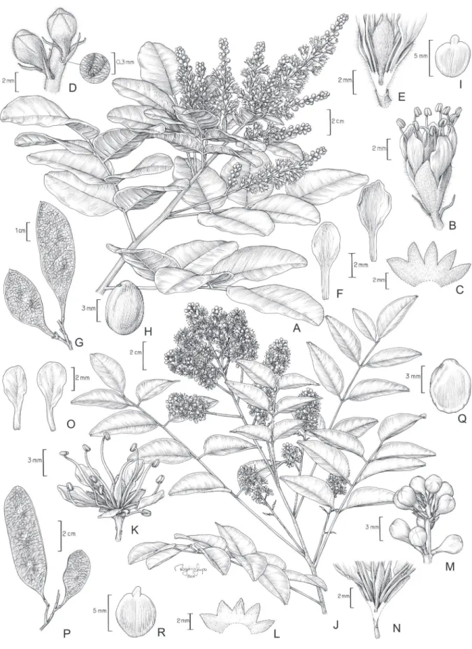 Figura 2. A-I. Leptolobium dasycarpum Vogel. A. Ramo com fl ores. B. Flor. C. Cálice. D