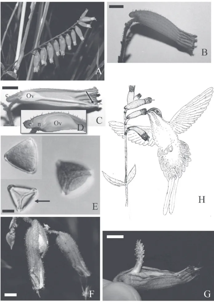 Figura 1.  Características  fl orais e biologia reprodutiva de Cuphea melvilla (Lythraceae) em uma área do sudeste do Brasil