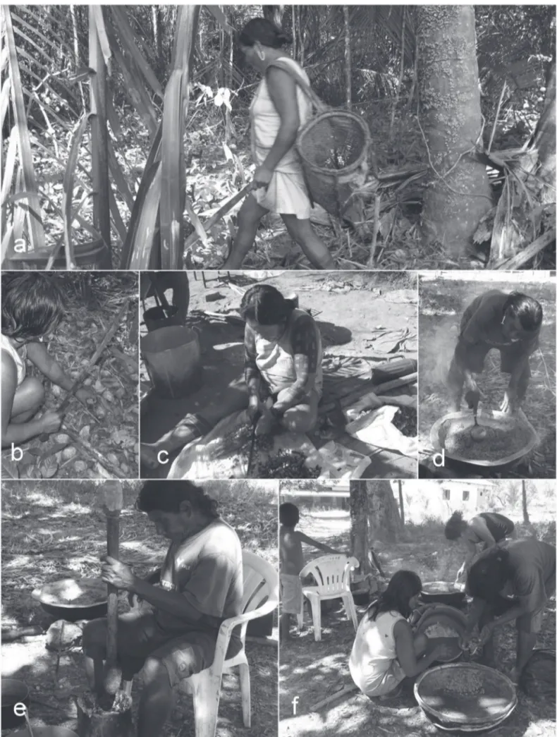 Figura 4. Etapas da produção de óleo de babaçu (Attalea speciosa Mart.). a) Coleta dos frutos