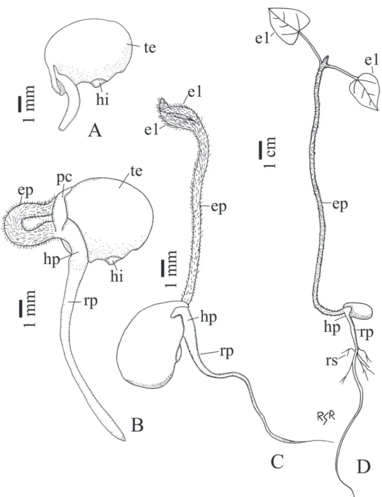 Figura 1. Desenvolvimento da plântula de Rhynchosia schomburgkii (Leguminosae, Papilionoideae)