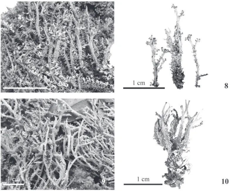 Figura 7-10.  Espécies de Cladonia (Cladoniaceae, Ascomycota). 7-8. Cladonia polystomata Ahti &amp; Sipman (E