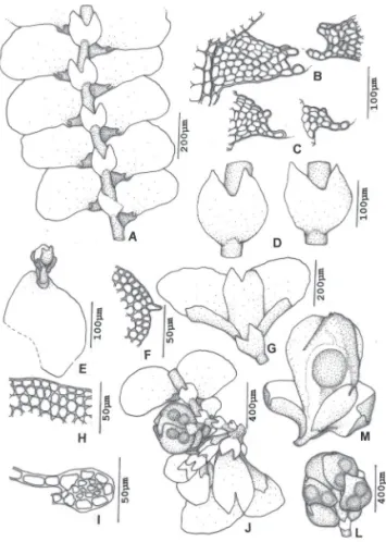 Figura 1. Cheilolejeunea aneogyna (Spruce) A. Evans. A – Gametófito, vista 