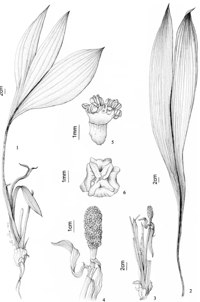 Figura 1-6.  Asplundia fanshawei (Maguire) Harling: 1. Ramo. 2-6. A. glandulosa (Gleason) Harling: 2