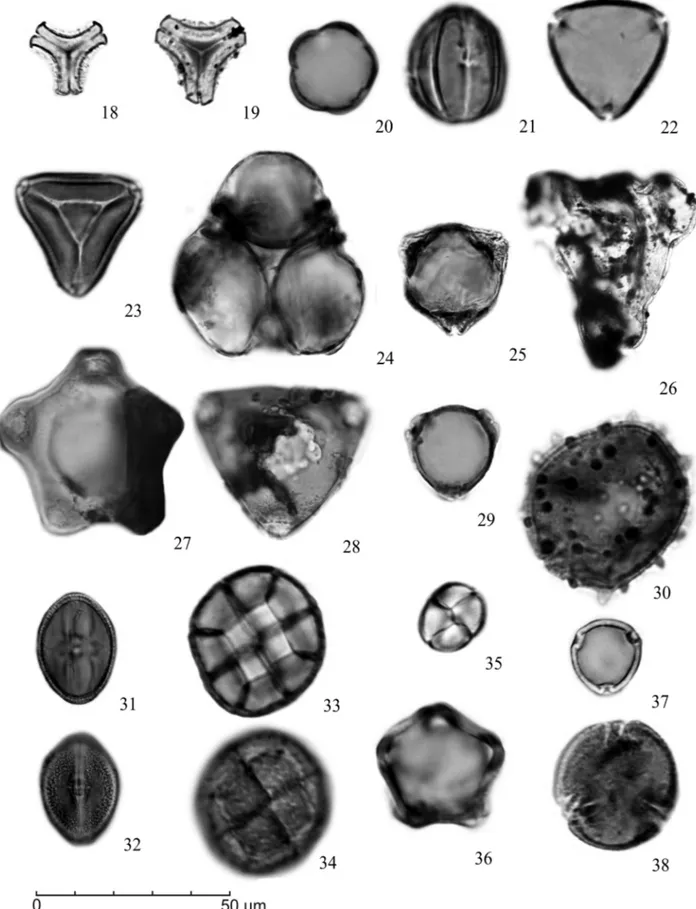 Figura 3. Fotomicrografias grão de pólen de angiospermas: 18. Tipo Tripodanthus acutifolius; 19