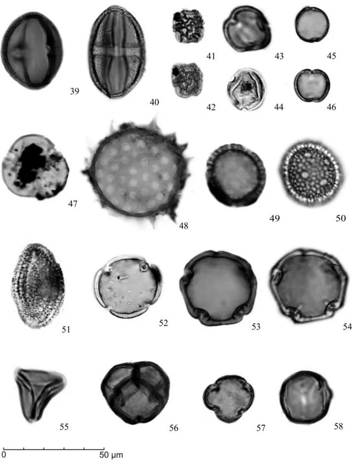 Figura 4. Fotomicrografias grão de pólen de angiospermas: 39. Sebastiania; 40. Sapium; 41-42
