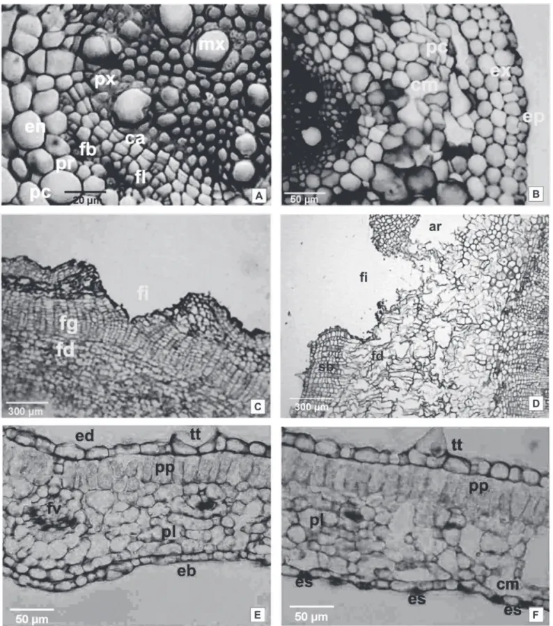 Figura 1.  Secções transversais de órgãos de Aegiphila sellowiana Cham. Raiz secundária de planta drenada (A) e alagada por 80 dias (B)
