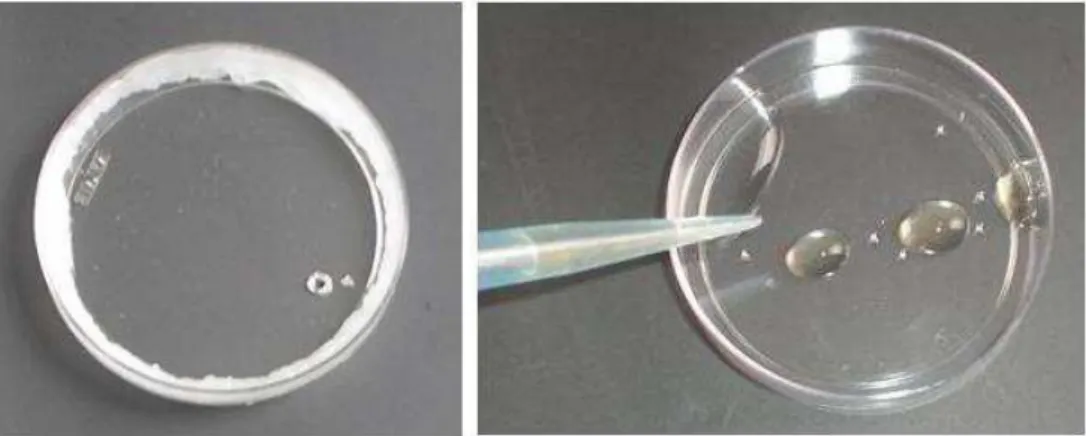 Figura 3- Placa de Petri vaselinada. Adição de 1 mL da amostra com 1 mL de  água deionizada