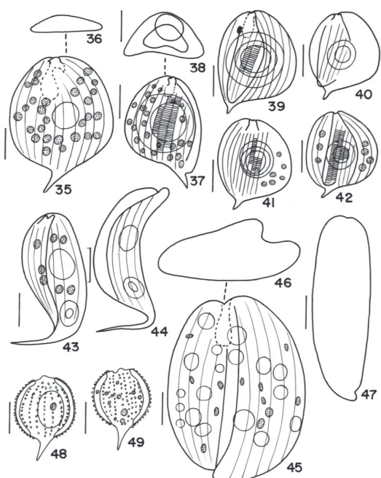 Figura 35-49.  35-36. Phacus pleuronectes (O. F. Müller) Duj. 36. vista apical. 37-42