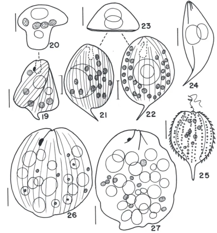 Figura 19-27.  19-20. Phacus curvicauda Swir. 20. vista apical. 21-24. Phacus hamatus Pochm