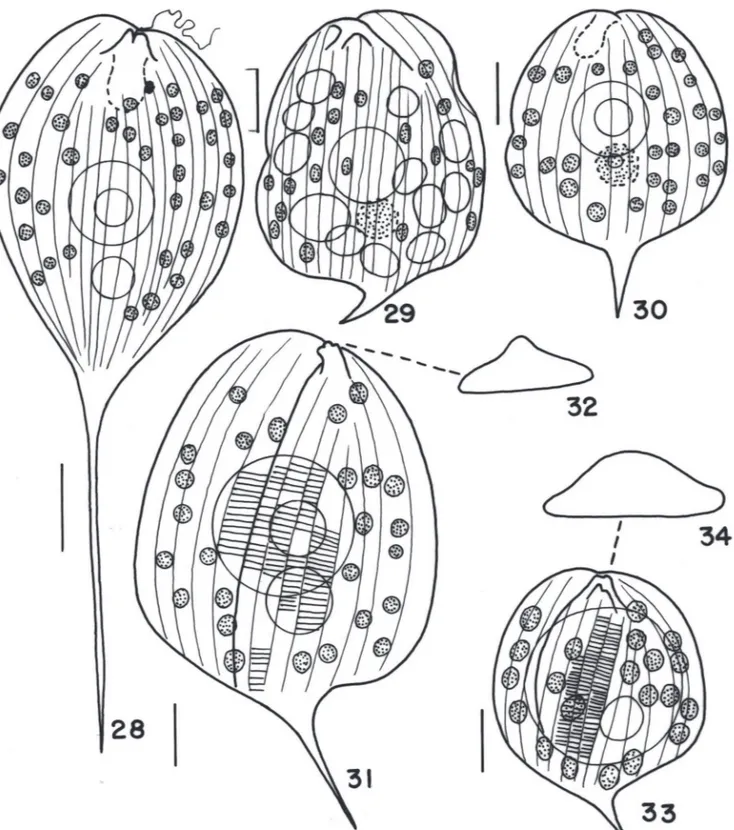 Figura 28-34.  28. Phacus longicauda (Ehr.) Duj. 28. Phacus onxy Pochm. 30. Phacus onxy Pochm