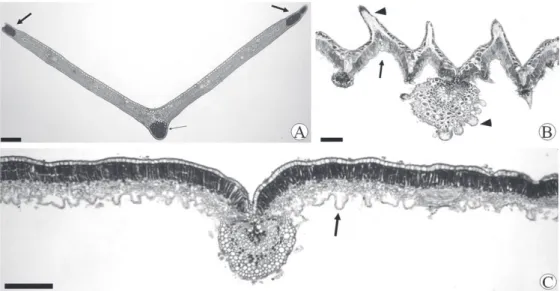 Figura 2. Secção transversal da lâmina foliar. A. Formato carinato de Lavoisiera bergii Cogn
