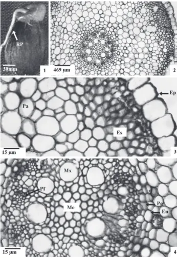 Figura 2. Raiz primária de Oenocarpus minor Mart. 1. Emissão da raiz. 2.  Aspecto geral da raiz em secção transversal