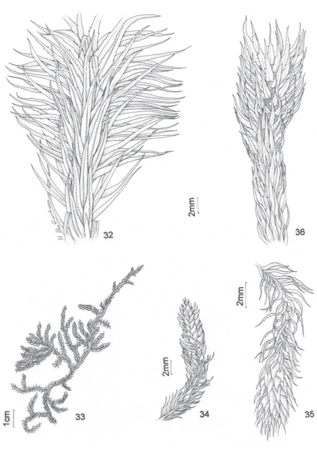Figura 32. Lycopodiella alopecuroides var. duseniana B. Øllg. &amp; P. G. Windisch - Ramo secundário evidenciando microﬁ los com margem inteira e esporoﬁ los com  margem esparsamente denticulada (Ramos et al