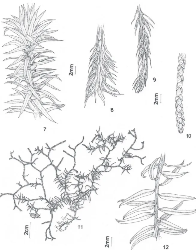 Figura 7. Huperzia christii (Silveira) Holub. Porção distal do caule evidenciando os microﬁ los e os esporoﬁ los linear-lanceolados, com margem denticulada (Ramos 