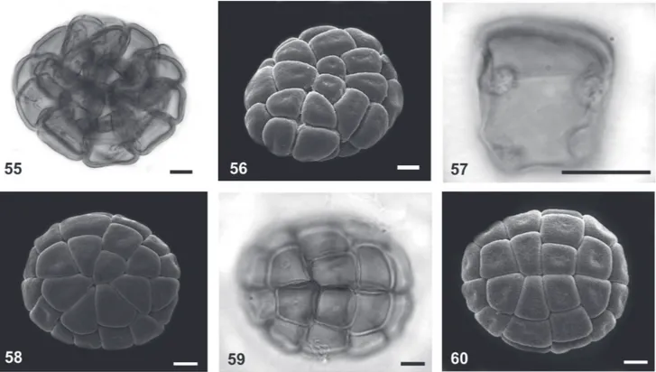 Tabela 1. Morfometria das unidades polínicas de espécies de Mimosoideae (Leguminosae) ocorrentes em Mirandiba, PE