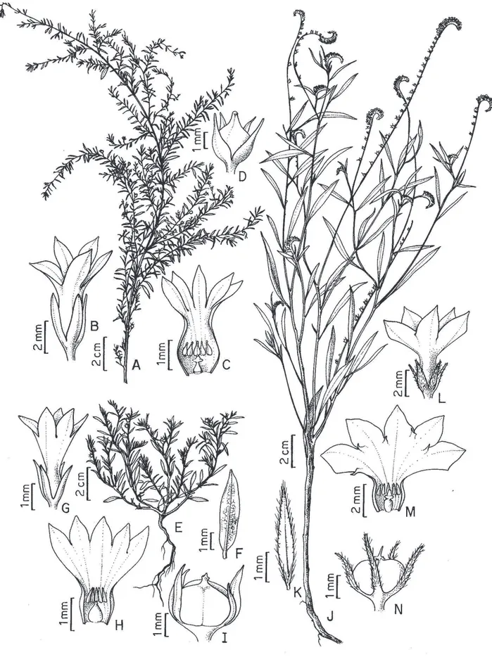 Figura 3. A-N. Euploca lagoensis (Warm.) Diane &amp; Hilger (Miranda et al. 5035): A. Ramo reprodutivo