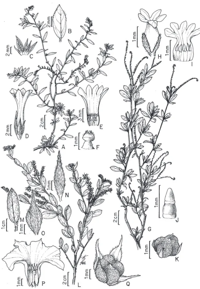 Figura 5. A-Q. Euploca pottii J.I.M.Melo &amp; Semir (Pott 1397): A. Ramo reprodutivo