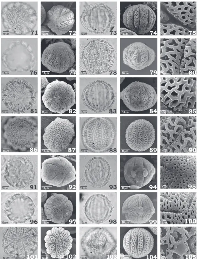 Figura 71-105: Fotomicrograﬁ as e eletromicrogaﬁ as dos grãos de pólen de espécies de Passifl ora subg