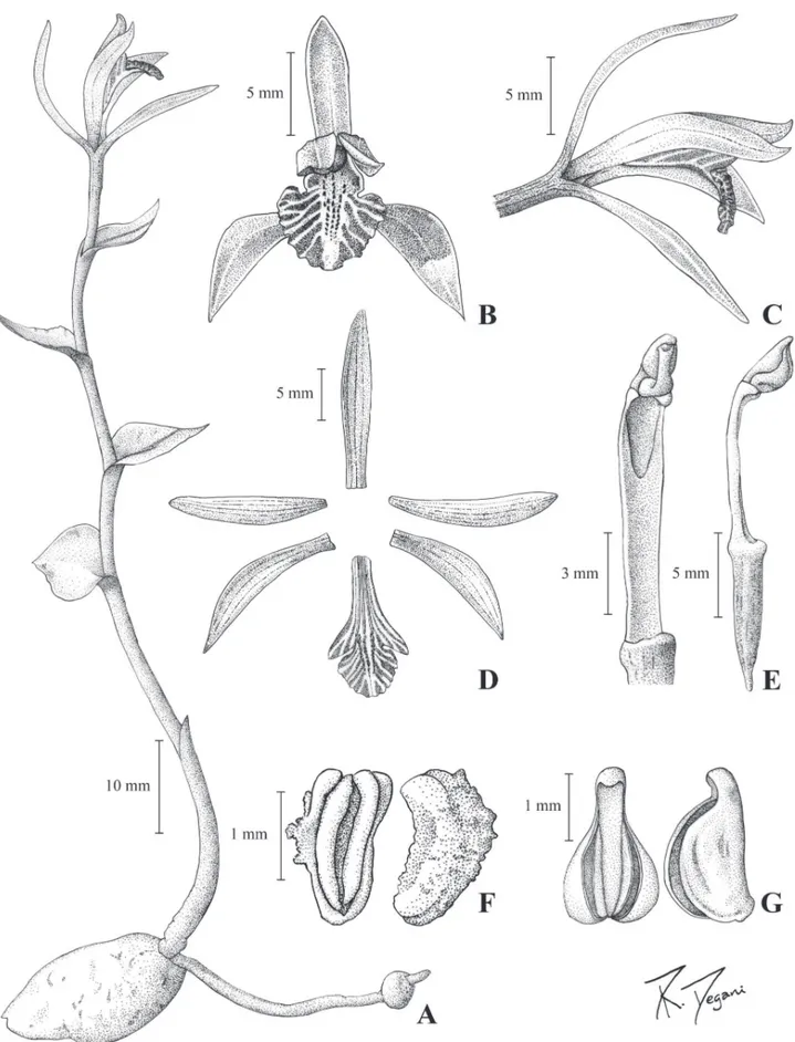 Figura 1. Triphora unifl ora A.C. Ferreira, Baptista &amp; Pansarin (A.W.C. Ferreira 148370)