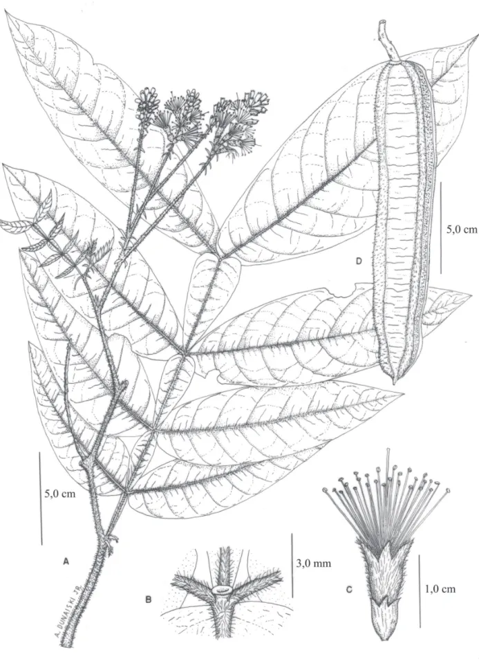Figura 4. Inga striata Benth. A. ramo fl orido. B. nectário foliar (foto: R.F.S. Possette)