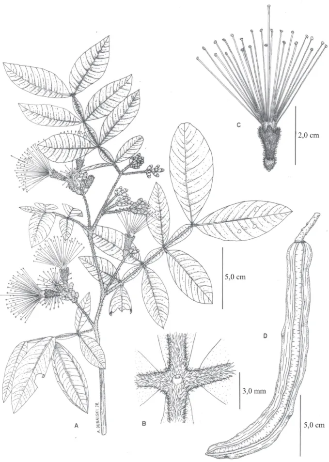 Figura 5. Inga subnuda subsp. luchnathiana (Benth.) T.D. Penn. A. ramo fl orido. B. nectário foliar