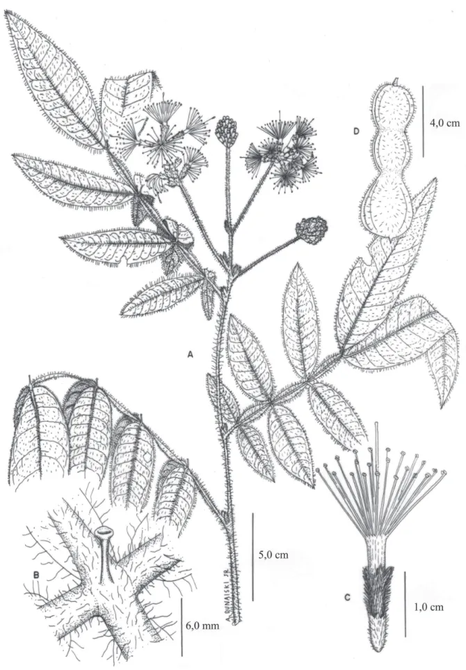 Figura 1. Inga barbata  Benth. A. ramo fl orido. B. nectário foliar. C. fl or (M. Reginato 191)
