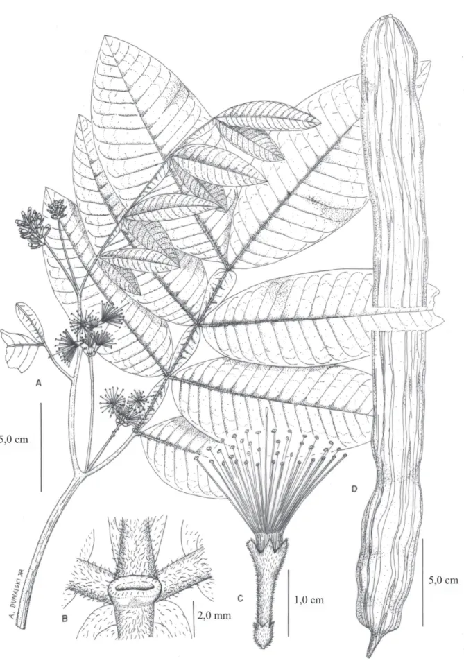 Figura 2. Inga edulis Mart. A. ramo fl orido. B. nectário foliar (Foto: R.F.S. Possette)