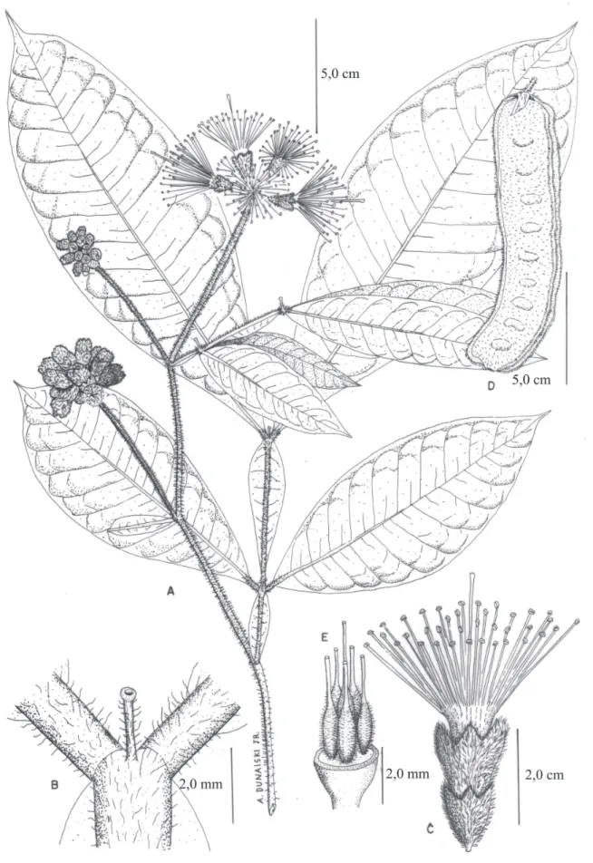 Figura 3. Inga edwallii (Harms) T.D. Penn. A. ramo fl orido. B. nectário foliar (Foto: R.F.S