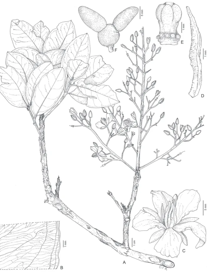 Figura 2. Ouratea spectabilis Engl. A, ramo fértil. B, folha detalhe das nervuras e margem