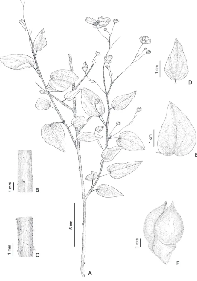 Figura 1. Wissadula delicata Bovini. A. Ramo com fl ores; B-C. Parte dos ramos jovens e adultos, respectivamente; D-E