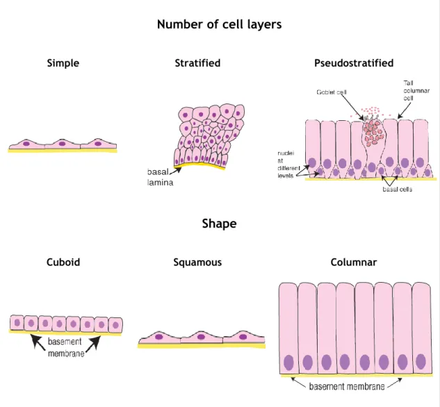 Figure 1. Epithelial tissue classification according to the number of cell layers and cellular shape