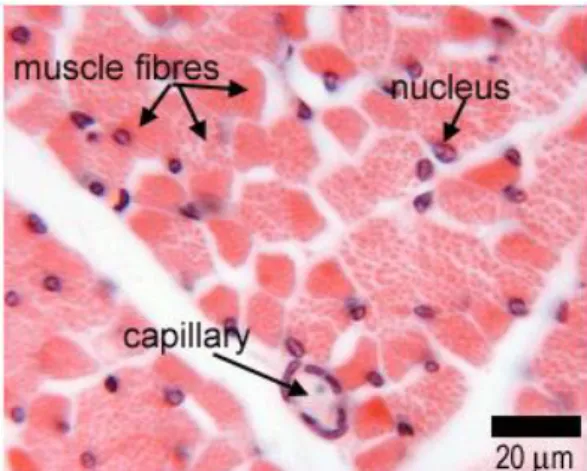 Figure  3.    Histological  image  showing  a  transverse  section  of  skeletal  muscle