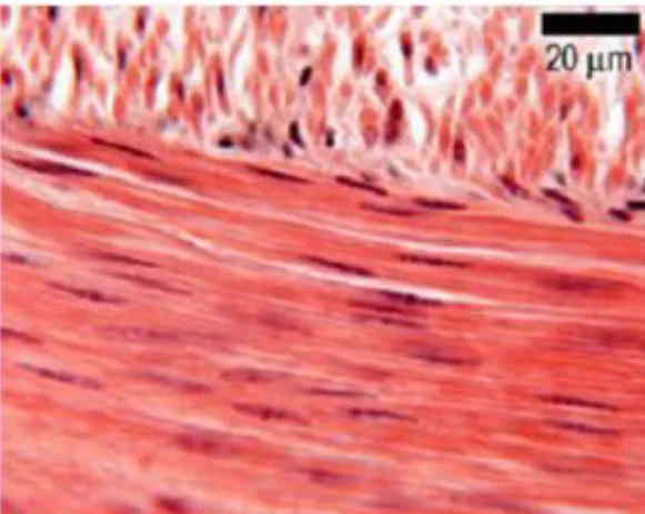Figure  5.  Histological  image  from  a  section  of  smooth  muscle.  Adapted  from  Leeds  University  Histology Guide (Michelle Peckham 2003)