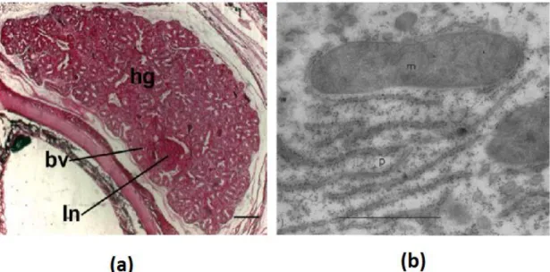 Figure  8.  Comparative  images  acquired  from  optical  microscopy  (a)  and  electron  microscopy  (b)